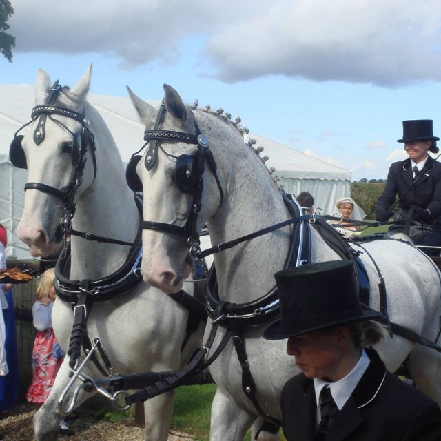 Wedding horses